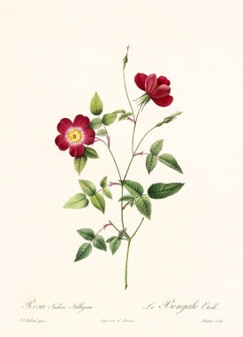 Rosa indica stelligera vintage illustration