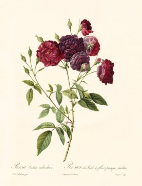 Rosa indica subviolacea vintage illustration