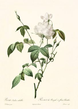 Rosa indica subalba vintage illustration