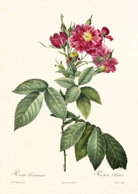Rosa l'heritierana vintage illustration