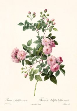 Rosa multiflora carnea vintage illustration clipart