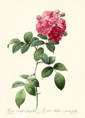 Rosa multiflora platyphylla clipart