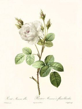 Rosa muscosa alba vintage illustrato