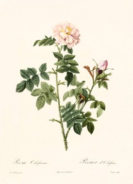 Rosa orbefsanea vintage illüstrasyon