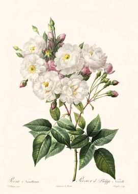 Rosa noisettiana vintage illüstrasyon