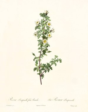 rosa pimpinellifolia pumila
