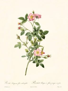 rosa pomponia flore subsimplici