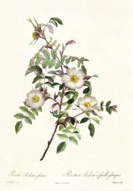 rosa redutea glauca