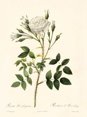 Rosa rosenbergiana vintage illüstrasyon
