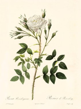 Rosa rosenbergiana vintage illustration clipart