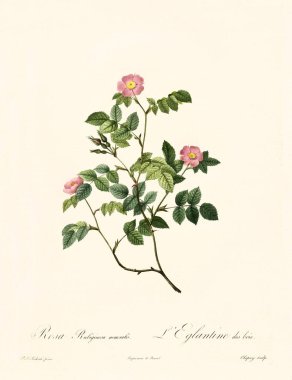 Rosa rubiginosa nemoralis clipart