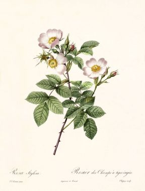 Rosa stylosa eski illüstrasyon