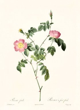 Rosa tomentosa foetida