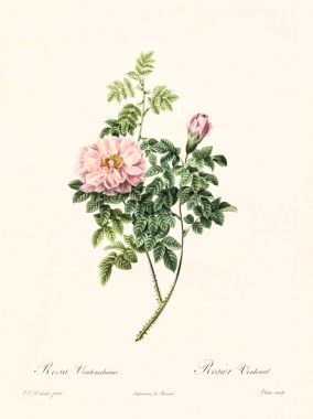 Rosa ventenatiana illüstrasyon