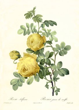 Kükürt Rose vintage