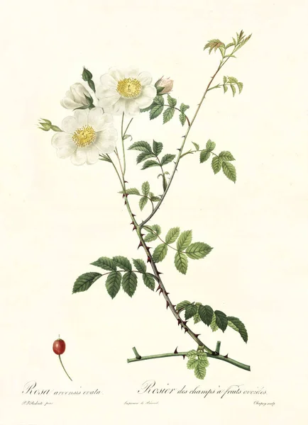 Field Rose vintage illustration — Stockfoto