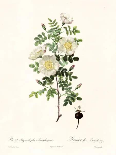 Burnet Rose vintage ilustrace — Stock fotografie