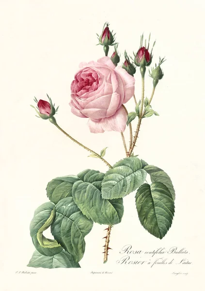 Lattuga Rosa illustrazione vintage — Foto Stock