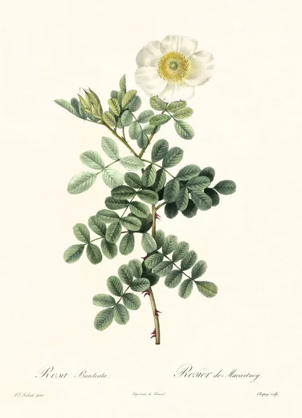 Macartney Rose vintage illustration — Stock Photo, Image
