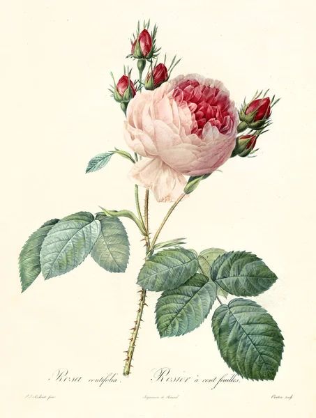 Provence Rose Vintage illustration — Stockfoto