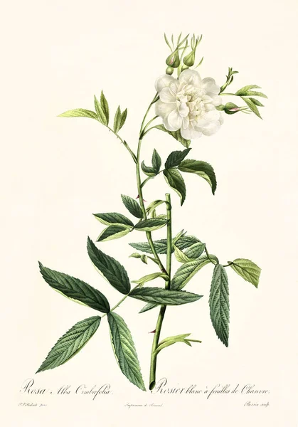 Rosa alba cimboefolia vintage illüstrasyon — Stok fotoğraf