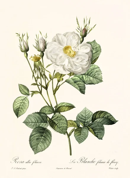 Rosa alba foliacea illustrazione vintage — Foto Stock