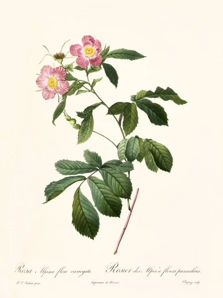 Rosa alpina flore variegato vintage illustration — Φωτογραφία Αρχείου