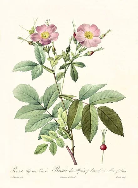 Rosa alpina loevis ilustração do vintage — Fotografia de Stock
