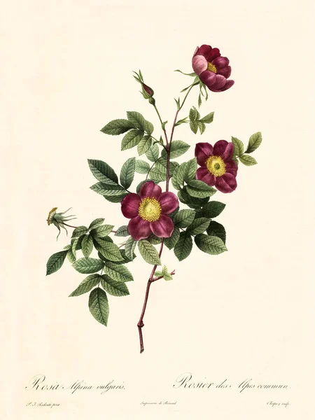 Rosa alpina vulgaris vintage illustration — Stok fotoğraf