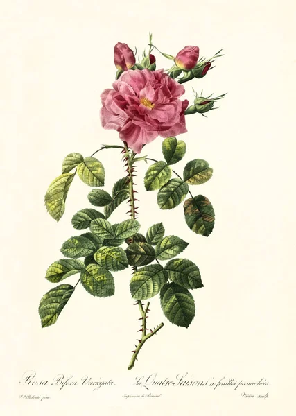 Rosa bifera variegata ilustración vintage — Foto de Stock