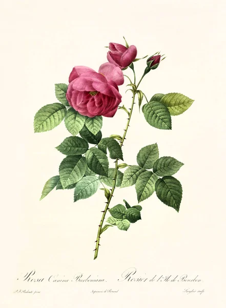 Роза Каніна Бурбоняна старовинна ілюстрація — стокове фото