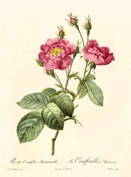 Rosa centifolia anemonoides vintage illustration — Zdjęcie stockowe