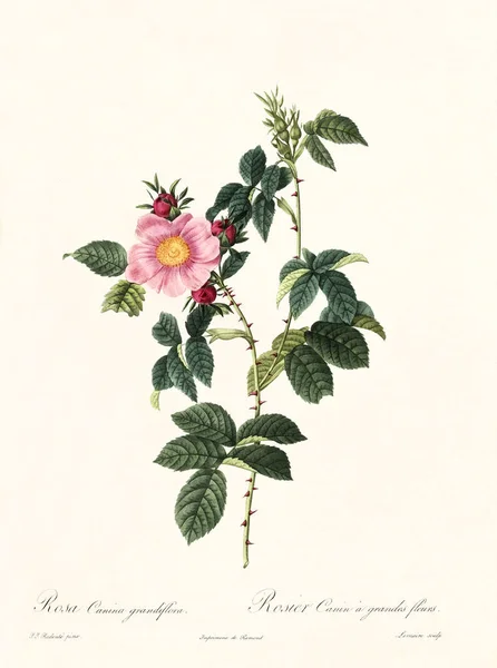 Rosa canina grandiflora vintage illustration — Φωτογραφία Αρχείου