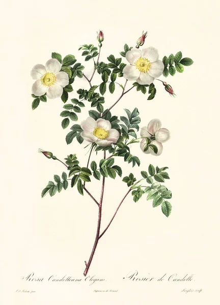 Rosa candolleana elegans ilustrasi vintage — Stok Foto