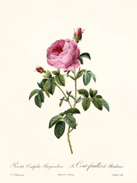 Роза Сентіфолія Бургундська старовинна ілюстрація — стокове фото