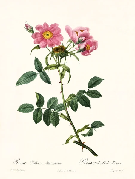 Rosa monsoniana collina vintage εικονογράφηση — Φωτογραφία Αρχείου