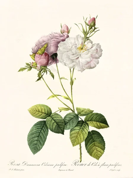 Rosa damascena celsiana prolifera vintage illustration — Stock fotografie