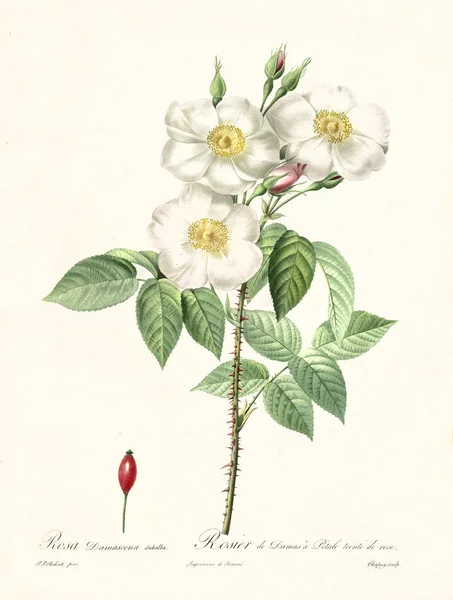 Rosa damascena subalba vintage illustration — Φωτογραφία Αρχείου