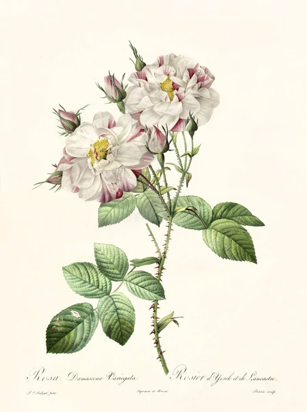 Rosa damascena variegata gambar vintage — Stok Foto