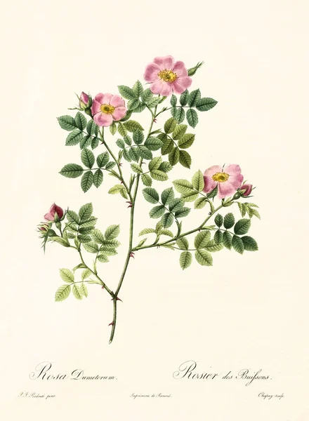 Rosa dumetorum vintage ilustrace — Stock fotografie