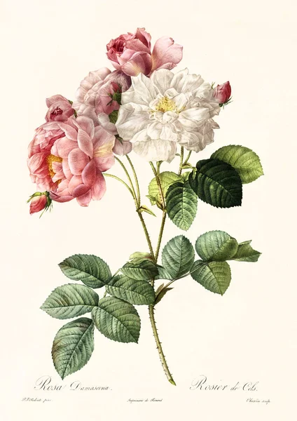 Rosa damascena vintage illustration — Stock fotografie