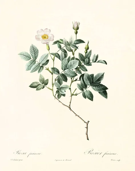 Rosa farinosa vintage ilustrace — Stock fotografie