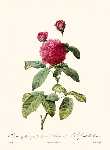 Rosa gallica agatha delphiniana illustration vintage — Photo