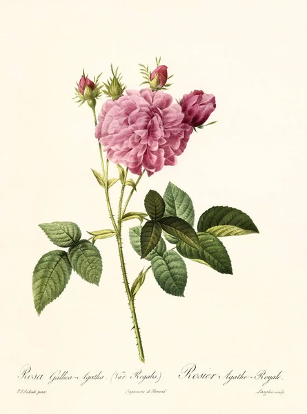 Rosa gallica agatha regalis старовинна ілюстрація — стокове фото