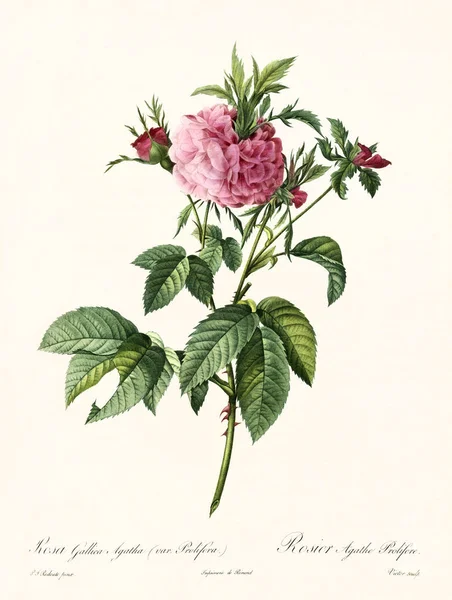 Rosa gallica agatha prolifera vintage illustration — Stok fotoğraf