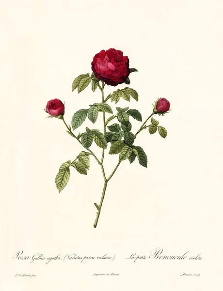 Rosa gallica agatha vintage illüstrasyon — Stok fotoğraf