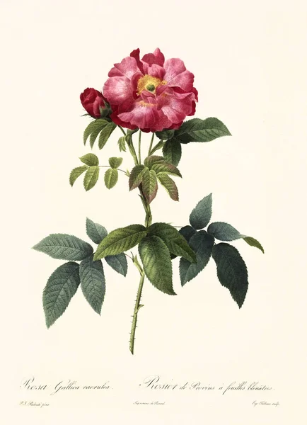 Vintage ilustracji Rosa gallica caerulea — Zdjęcie stockowe