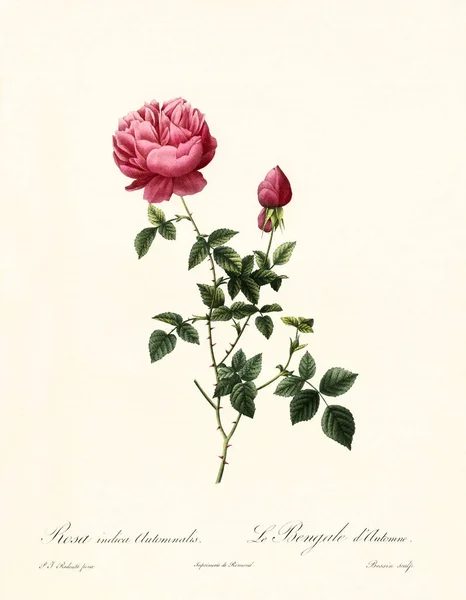 Rosa gallica 只 automnalis 复古插画 — 图库照片