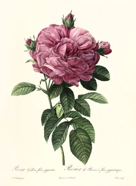 Rosa gallica flore giganteo vintage illustration — 스톡 사진