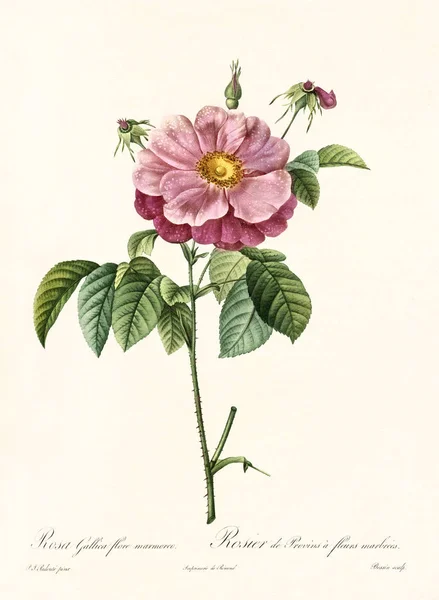 Rosa gallica flore marmoreo vintage illustration — Stock fotografie